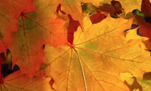 Прогноз погоди 21 та 22 вересня в Полтаві