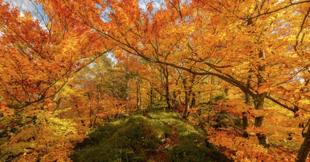 Прогноз погоди в Полтаві 26 та 27 вересня