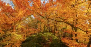 Прогноз погоди в Полтаві 26 та 27 вересня