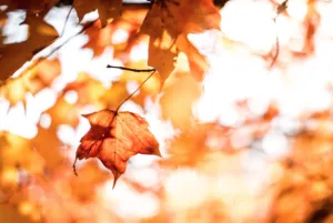 Прогноз погоди в Полтаві з 30 вересня по 2 жовтня