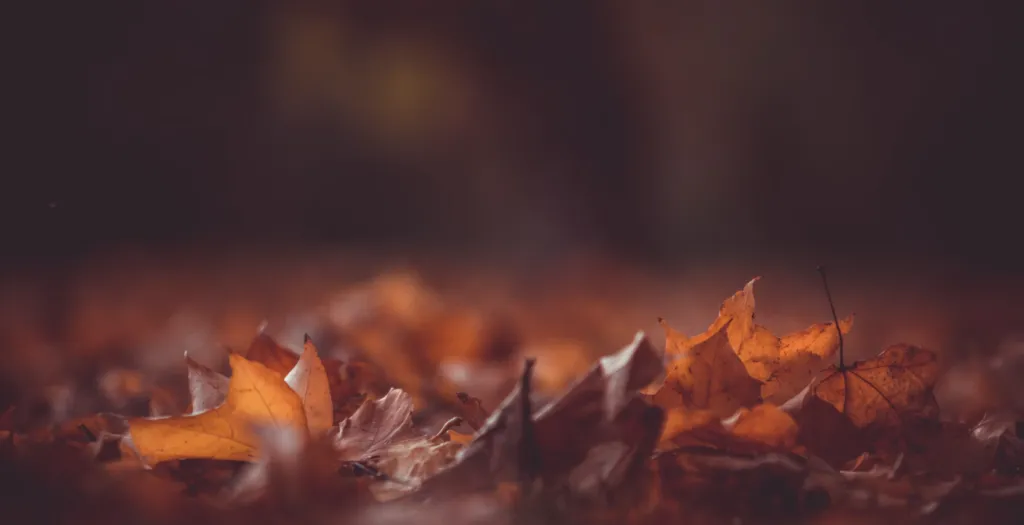 Прогноз погоди на 14-16 жовтня в Полтаві