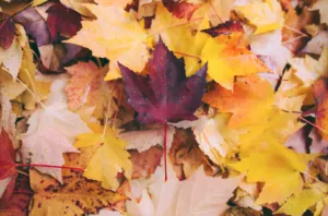 Прогноз погоди в Полтаві 17 та 18 жовтня