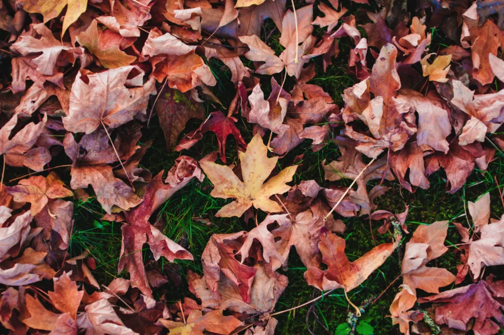 Прогноз погоди в Полтаві 19-20 жовтня