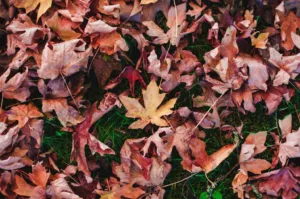 Прогноз погоди в Полтаві 19-20 жовтня