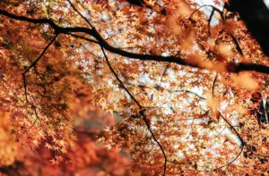 Прогноз погоди в Полтаві з 21 по 23 жовтня