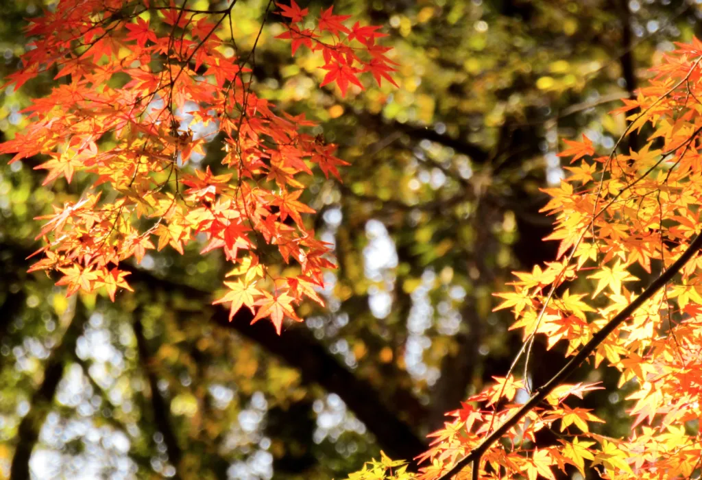 Прогноз погоди в Полтаві 24 та 25 жовтня