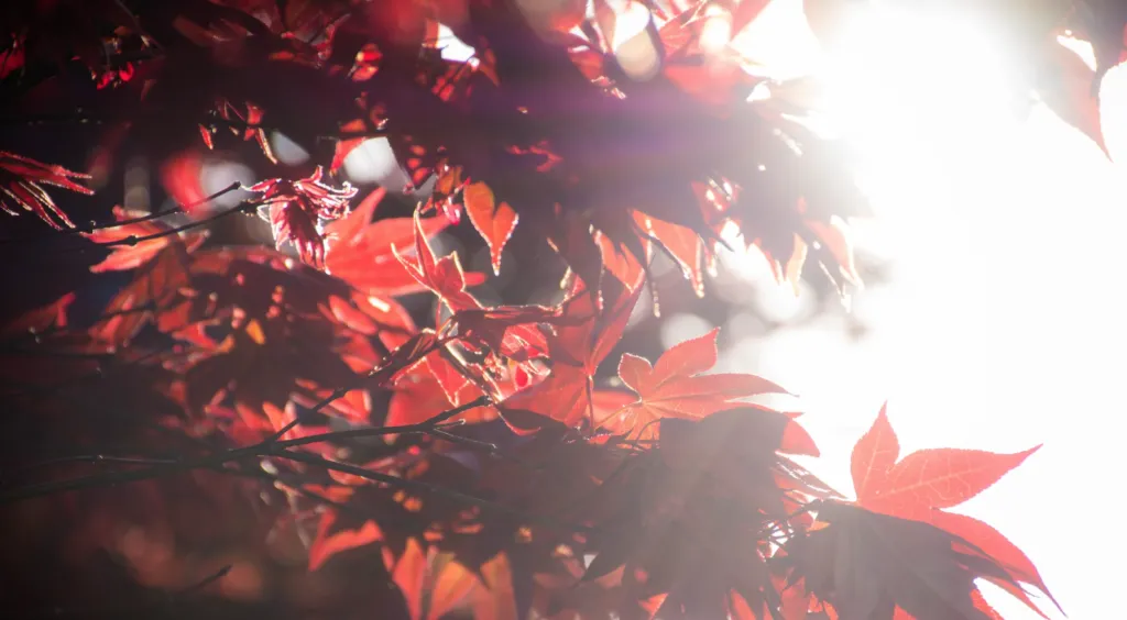 Прогноз погоди в Полтаві 26 та 27 жовтня