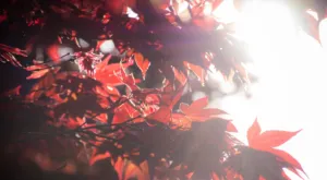 Прогноз погоди в Полтаві 26 та 27 жовтня