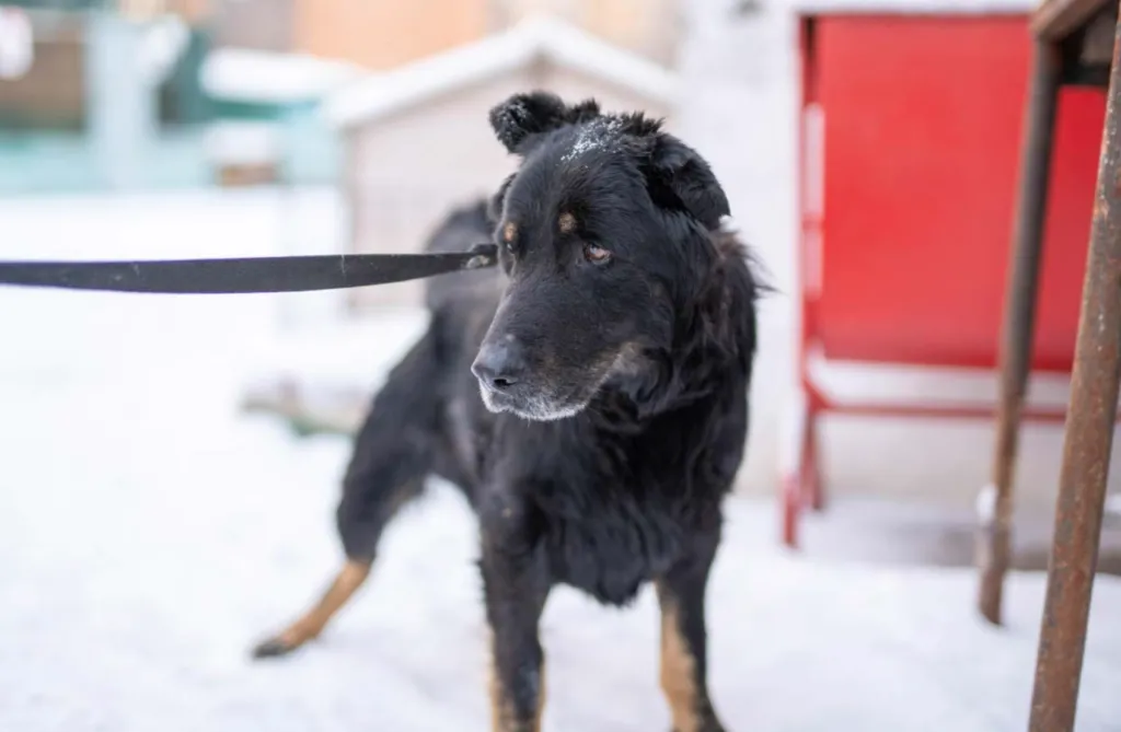 В Полтаві діють живодери, але поліція їх не шукає