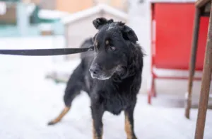 В Полтаві діють живодери, але поліція їх не шукає