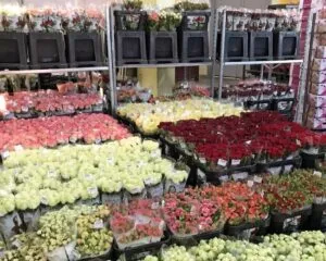 Як квітковий магазин вибирає квіти для незвичайних букетів