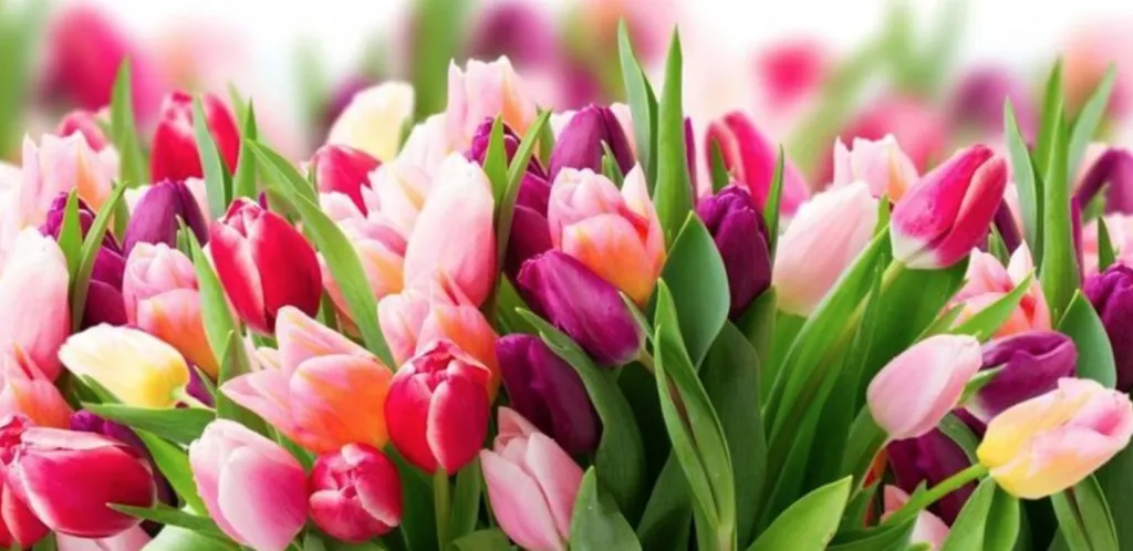 Вітання з 8 Березня 2025 у віршах і прозі