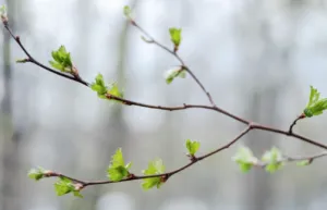 На цьому тижні в Полтаві очікується потепління до +17°C: прогноз погоди