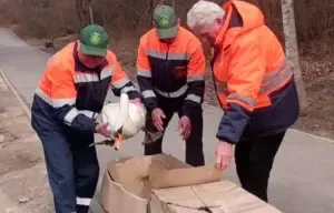 Пара лебедів знову на ставку Полтавського дендропарку після зимівлі