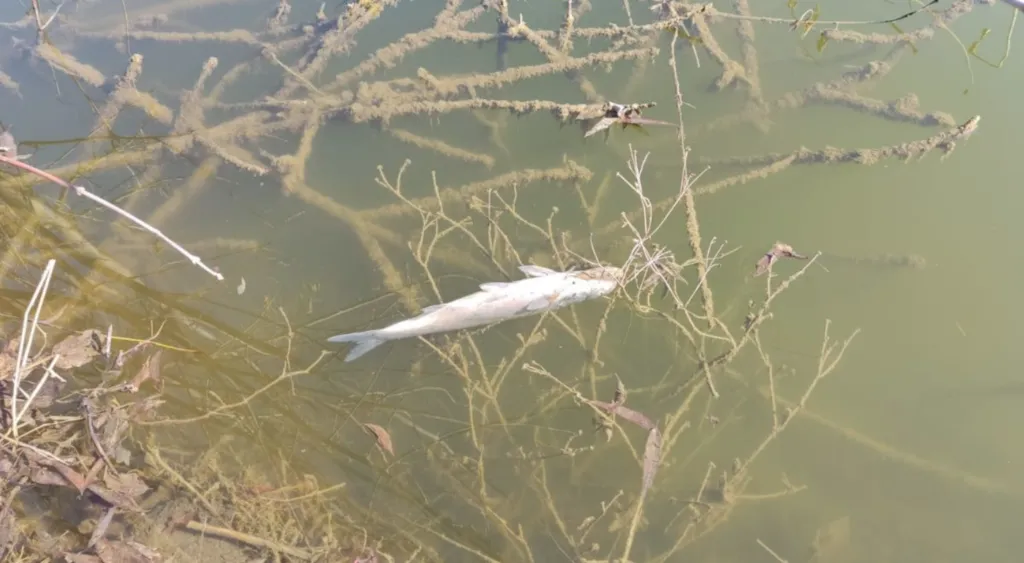 У Горбанівських ставках зафіксували загибель риби, а в річці Ворскла — забруднення стічними водами