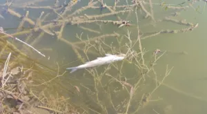 У Горбанівських ставках зафіксували загибель риби, а в річці Ворскла — забруднення стічними водами