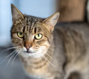 Як узяти додому безпритульну тварину: подача заявки на адопцію у Полтавському КАТП-1628