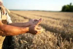 Лікування та профілактика бактеріозів зернових