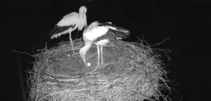 Перше яйце в гнізді лелек Одарки та Грицика на Полтавщині