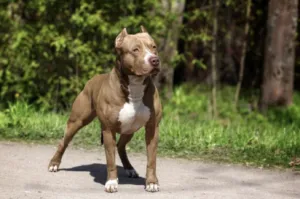 У Полтаві поліція з'ясовує деталі нападу собаки на людей у квартирі
