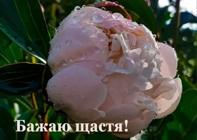 Вітання з Днем народження: оригінальні побажання, вірші та листівки для чоловіків і жінок