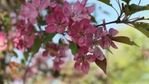 В Україні прогнозують до +25°: названо регіони з найтеплішою погодою