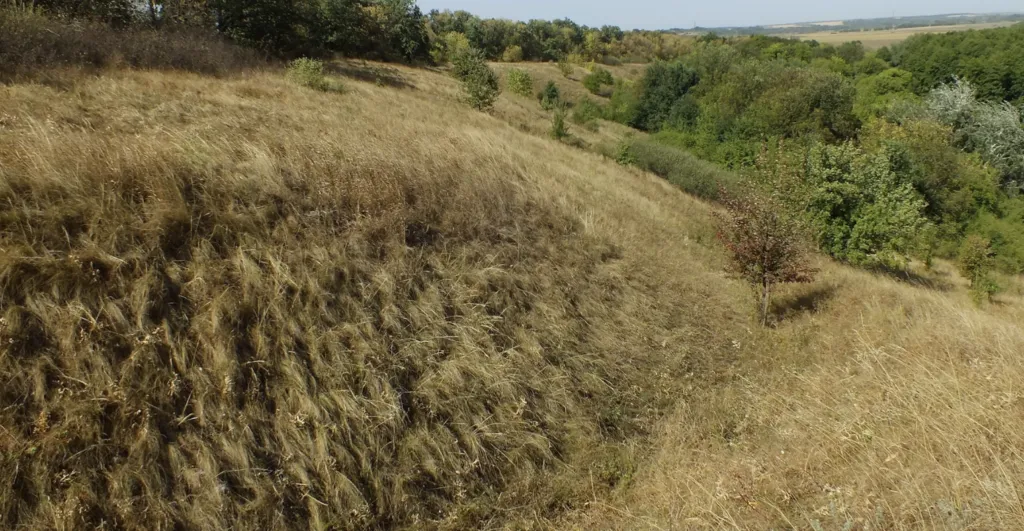На Полтавщині створили нову ботанічну пам’ятку природи