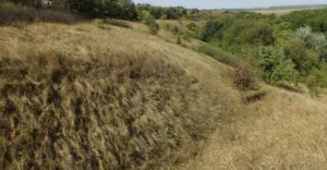 На Полтавщині створили нову ботанічну пам’ятку природи