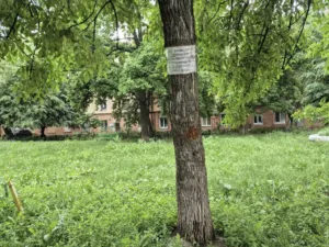 У Полтаві після трагедії на Соборності, 46, терміново спиляють понад 20 дерев