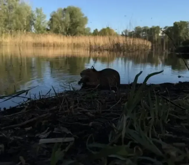 Скільки коштує відпочинок на пляжі в Полтаві: огляд пляжів та цін влітку 2025 
