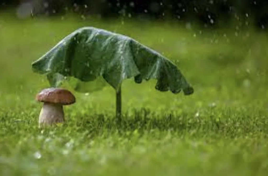 Прогноз погоди на робочий тиждень з 23 по 27 червня в Полтаві