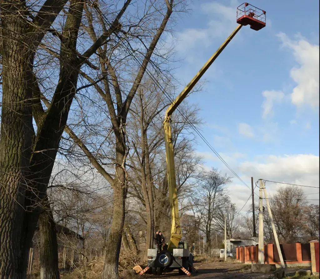 Полтаві планують прибрати понад 150 аварійних дерев до кінця літа