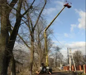 Полтаві планують прибрати понад 150 аварійних дерев до кінця літа