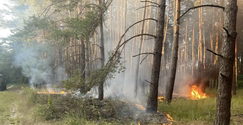 Під Полтавою знову горів ліс: цього разу через збиті «шахеди»