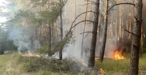 Під Полтавою знову горів ліс: цього разу через збиті «шахеди»