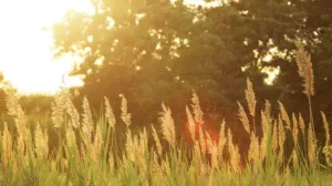 На вихідні в Полтаві прогнозують спекотну погоду