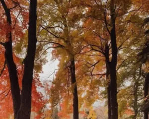 Що святкуємо в Україні та світі 5 жовтня 2025