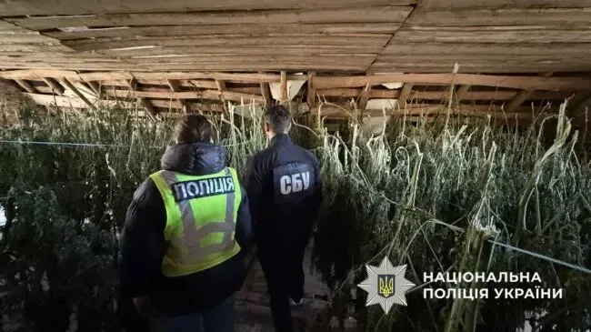На Полтавщині вирощували канабіс, а продавали в Києві: поліція викрила наркогосподарство