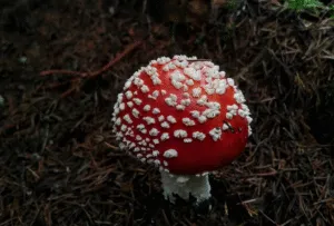 У Миргороді жінка померла від отруєння грибами