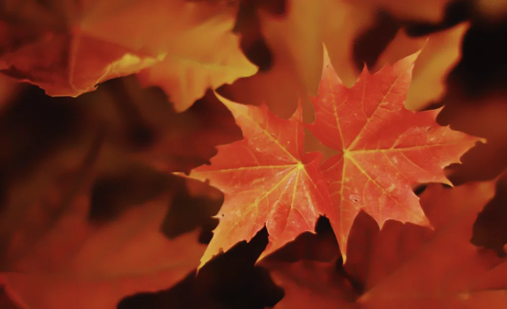 Напиши унікальну новину, використавши інформацію. Новину пиши жвавою розмовною мовою.Напиши унікальну статтю на тему “Що святкуємо 6жовтня 2025 в Україні: церковні, міжнародні та професійні свята” (запропонуй свою назву). Статтю пиши жвавою розмовною мовою для людей. Для написання статті використай наступну інформацію. 6 жовтня – яке сьогодні свято? Історія, традиції та цікаві факти Чому варто знати про свята 6 жовтня Чи задумувались ви коли-небудь, чому важливо знати, яке сьогодні свято? Календарні дати не просто вказують на день тижня, вони зберігають у собі історію, культурні традиції та духовні орієнтири. 6 жовтня – це день, що має особливе значення як у релігійному, так і в культурному плані. Давайте розберемося детальніше. Історичне значення дати 6 жовтня Важливі події у світовій історії У 1927 році відбулася прем’єра першого у світі звукового фільму “Співак джазу”. У 1973 році почалася війна Судного дня на Близькому Сході. Події в історії України У 1991 році було проголошено створення Українського козацького товариства. У цей день різні роки відзначені культурними та політичними подіями, які вплинули на розвиток держави. Релігійні свята 6 жовтня День пам’яті святого апостола Фоми За православним календарем 6 жовтня вшановують пам’ять апостола Фоми. Його ще називають «невіруючим», адже він засумнівався у воскресінні Христа, поки не побачив Його на власні очі. Традиції християн, пов’язані з цим днем У цей день люди йшли до церкви, молилися за здоров’я родини та врожай. Також вважалося, що святий Фома допомагає тим, хто сумнівається або шукає відповіді на життєві запитання. Народні прикмети та повір’я 6 жовтня Прикмети погоди Якщо цього дня холодно – зима буде суворою. Якщо сонячно – осінь буде довгою та теплою. Прикмети для врожаю та господарства Багато горіхів у цей час – до багатого врожаю наступного року. Якщо лелеки ще не відлетіли – буде тепла осінь. Міжнародні свята 6 жовтня Всесвітній день охорони місць проживання Свято покликане звернути увагу на проблему збереження біорізноманіття та природних екосистем. День лікаря у світі У багатьох країнах саме 6 жовтня відзначають День лікаря – людей, що рятують життя та присвячують його медицині. Інші міжнародні дати День усмішки (відзначається в першу п’ятницю жовтня). Подекуди – дні культури чи науки. Професійні свята 6 жовтня День працівників освіти (деякі країни) У світі саме на початку жовтня дякують педагогам за їхню працю. Професійні дні в Україні Хоча цього дня в Україні немає офіційних професійних свят, у деяких регіонах проводять тематичні заходи для лікарів чи вчителів. Хто святкує іменини 6 жовтня Іменини відзначають: Фома, Іван, Олександр, Дмитро. Цікаві події, що відбулися цього дня в історії Політичні події 6 жовтня 1789 року у Франції відбулася знаменита “Жіноча хода на Версаль” під час Великої французької революції. Наукові відкриття У 1889 році Томас Едісон продемонстрував перший фільм на кіноплівці. Культурні події У 1927-му світ побачив перший звуковий фільм – революція в кіноіндустрії. Видатні особистості, народжені 6 жовтня 1846 – Джордж Вестінгауз, американський винахідник. 1887 – Шарль Лемуан, французький актор. 1963 – Єллоустоун Стефенсон, британський співак. Традиційні обряди українців у цей день Господарські роботи восени Селяни займалися збором пізнього врожаю, готували хату до зими, утеплювали оселю. Родинні традиції Було прийнято збиратися всією сім’єю за вечерею, ділитися новинами та планами. Що не можна робити 6 жовтня Не варто починати важливі справи, бо вони можуть «зависнути». У народі вірили: не можна сваритися – інакше рік буде важким. Заборонялося лінуватися – це віщувало бідність. Сучасне значення свята 6 жовтня Сьогодні ця дата нагадує нам про поєднання духовного та історичного, про необхідність збереження традицій та пошану до минулого. Як можна відсвяткувати цей день сьогодні Відвідати церкву. Провести день із родиною. Присвятити час культурі: подивитися історичний фільм чи прочитати книгу. Цікаві факти про 6 жовтня У цей день у світі було створено кілька культурних організацій. Часто його називають днем нових починань. Висновок: Чому важливо пам’ятати про традиції 6 жовтня – це не просто дата в календарі. Це день, що нагадує нам про духовні цінності, культурну спадщину та важливість сімейних традицій. Знаючи історію цього дня, ми стаємо ближчими до своїх коренів та цінуємо те, що маємо. Чому 6 жовтня не можна важко працювати: яке церковне свято Віталій Кірсанов 5 жовтня 2025, 15:14 300 6 жовтня не можна тяжко працювати - наші пращури вірили, що важка робота може розгнівити святого. У понеділок, 6 жовтня, віряни святкують день пам'яті святого апостола Фоми. Яке церковне свято 6 жовтня За переказами, Фома походив із Галілеї, можливо, з околиць міста Паніас (сучасний Баньяс). Про його сім'ю відомостей у Писанні немає. Том став одним з апостолів після заклику Христа. Тома проявив рішучість і відданість, коли, почувши про намір Ісуса йти в Юдею, сказав іншим учням: "Підемо і ми, щоб померти з ним". Це свідчить про його відвагу і готовність слідувати за вчителем навіть до смерті. AdvertisementПісля Вознесіння Господнього апостоли вирушили проповідувати світом. За переказами Тома отримав місію проповідувати в Парфії, Персії та Індії. Святий Тома прийняв мученицьку смерть близько 72 року: за переказами, його було вбито списами біля міста Мілапур (поблизу сучасного Ченнаї). На цьому місці зараз базиліка Святого Фоми - одна з трьох великих базилік у світі, збудованих на місцях поховання апостолів (разом із храмами святого Петра в Римі та святого Якова в Сантьяго-де-Компостела). Що не можна робити 6 жовтня Не можна тяжко працювати - наші пращури вірили, що важка робота може розгнівити святого. Не слід починати нових справ - казали: "На Фому - що почнеш, те й зупиниться". Забороняється різати тканину, шити - цього дня такі дії "ріжуть долю" або можуть "заплутати життєві шляхи". Народні прикмети та традиції Серед наших предків було чимало цікавих прикмет на цей день: тиха і ясна погода - до довгої і теплої осені; вранці туман, а потім виглянуло сонце - чекайте на м'яку осінь; листя з дерев ще не опало - морози затримаються; вітер зі сходу або з півночі - чекайте різкого похолодання і ранньої зими; на Фому випав перший сніг - зима обіцяє бути морозною і довгою; іній або холодна роса вранці - до наближення стійких холодів. У народі 6 жовтня носило назву Фомин Змова. День припадав на період, коли вже завершували основні сільськогосподарські роботи і готувалися до холодів. Часто говорили: "Прийшов Фома - готуйся до зими вдома". Іменини 6 жовтня Які завтра іменини: Іван, Макар, Фома. Талісманом людини, народженої 6 жовтня, є гіацинт. Цей дорогоцінний камінь здавна приваблював людей і зараз залишається надзвичайно популярним. У давнину гіацинт шанували як потужний символ глибокої мудрості, а його власники вірили, що він здатен приносити удачу та сприятливі обставини тим, хто його носить.