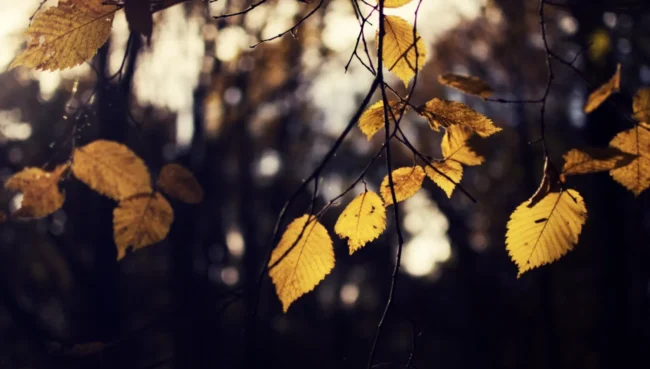 Напиши унікальну новину, використавши інформацію. Новину пиши жвавою розмовною мовою.Напиши унікальну статтю на тему “Що святкуємо 6жовтня 2025 в Україні: церковні, міжнародні та професійні свята” (запропонуй свою назву). Статтю пиши жвавою розмовною мовою для людей. Для написання статті використай наступну інформацію. 6 жовтня – яке сьогодні свято? Історія, традиції та цікаві факти Чому варто знати про свята 6 жовтня Чи задумувались ви коли-небудь, чому важливо знати, яке сьогодні свято? Календарні дати не просто вказують на день тижня, вони зберігають у собі історію, культурні традиції та духовні орієнтири. 6 жовтня – це день, що має особливе значення як у релігійному, так і в культурному плані. Давайте розберемося детальніше. Історичне значення дати 6 жовтня Важливі події у світовій історії У 1927 році відбулася прем’єра першого у світі звукового фільму “Співак джазу”. У 1973 році почалася війна Судного дня на Близькому Сході. Події в історії України У 1991 році було проголошено створення Українського козацького товариства. У цей день різні роки відзначені культурними та політичними подіями, які вплинули на розвиток держави. Релігійні свята 6 жовтня День пам’яті святого апостола Фоми За православним календарем 6 жовтня вшановують пам’ять апостола Фоми. Його ще називають «невіруючим», адже він засумнівався у воскресінні Христа, поки не побачив Його на власні очі. Традиції християн, пов’язані з цим днем У цей день люди йшли до церкви, молилися за здоров’я родини та врожай. Також вважалося, що святий Фома допомагає тим, хто сумнівається або шукає відповіді на життєві запитання. Народні прикмети та повір’я 6 жовтня Прикмети погоди Якщо цього дня холодно – зима буде суворою. Якщо сонячно – осінь буде довгою та теплою. Прикмети для врожаю та господарства Багато горіхів у цей час – до багатого врожаю наступного року. Якщо лелеки ще не відлетіли – буде тепла осінь. Міжнародні свята 6 жовтня Всесвітній день охорони місць проживання Свято покликане звернути увагу на проблему збереження біорізноманіття та природних екосистем. День лікаря у світі У багатьох країнах саме 6 жовтня відзначають День лікаря – людей, що рятують життя та присвячують його медицині. Інші міжнародні дати День усмішки (відзначається в першу п’ятницю жовтня). Подекуди – дні культури чи науки. Професійні свята 6 жовтня День працівників освіти (деякі країни) У світі саме на початку жовтня дякують педагогам за їхню працю. Професійні дні в Україні Хоча цього дня в Україні немає офіційних професійних свят, у деяких регіонах проводять тематичні заходи для лікарів чи вчителів. Хто святкує іменини 6 жовтня Іменини відзначають: Фома, Іван, Олександр, Дмитро. Цікаві події, що відбулися цього дня в історії Політичні події 6 жовтня 1789 року у Франції відбулася знаменита “Жіноча хода на Версаль” під час Великої французької революції. Наукові відкриття У 1889 році Томас Едісон продемонстрував перший фільм на кіноплівці. Культурні події У 1927-му світ побачив перший звуковий фільм – революція в кіноіндустрії. Видатні особистості, народжені 6 жовтня 1846 – Джордж Вестінгауз, американський винахідник. 1887 – Шарль Лемуан, французький актор. 1963 – Єллоустоун Стефенсон, британський співак. Традиційні обряди українців у цей день Господарські роботи восени Селяни займалися збором пізнього врожаю, готували хату до зими, утеплювали оселю. Родинні традиції Було прийнято збиратися всією сім’єю за вечерею, ділитися новинами та планами. Що не можна робити 6 жовтня Не варто починати важливі справи, бо вони можуть «зависнути». У народі вірили: не можна сваритися – інакше рік буде важким. Заборонялося лінуватися – це віщувало бідність. Сучасне значення свята 6 жовтня Сьогодні ця дата нагадує нам про поєднання духовного та історичного, про необхідність збереження традицій та пошану до минулого. Як можна відсвяткувати цей день сьогодні Відвідати церкву. Провести день із родиною. Присвятити час культурі: подивитися історичний фільм чи прочитати книгу. Цікаві факти про 6 жовтня У цей день у світі було створено кілька культурних організацій. Часто його називають днем нових починань. Висновок: Чому важливо пам’ятати про традиції 6 жовтня – це не просто дата в календарі. Це день, що нагадує нам про духовні цінності, культурну спадщину та важливість сімейних традицій. Знаючи історію цього дня, ми стаємо ближчими до своїх коренів та цінуємо те, що маємо. Чому 6 жовтня не можна важко працювати: яке церковне свято Віталій Кірсанов 5 жовтня 2025, 15:14 300 6 жовтня не можна тяжко працювати - наші пращури вірили, що важка робота може розгнівити святого. У понеділок, 6 жовтня, віряни святкують день пам'яті святого апостола Фоми. Яке церковне свято 6 жовтня За переказами, Фома походив із Галілеї, можливо, з околиць міста Паніас (сучасний Баньяс). Про його сім'ю відомостей у Писанні немає. Том став одним з апостолів після заклику Христа. Тома проявив рішучість і відданість, коли, почувши про намір Ісуса йти в Юдею, сказав іншим учням: "Підемо і ми, щоб померти з ним". Це свідчить про його відвагу і готовність слідувати за вчителем навіть до смерті. AdvertisementПісля Вознесіння Господнього апостоли вирушили проповідувати світом. За переказами Тома отримав місію проповідувати в Парфії, Персії та Індії. Святий Тома прийняв мученицьку смерть близько 72 року: за переказами, його було вбито списами біля міста Мілапур (поблизу сучасного Ченнаї). На цьому місці зараз базиліка Святого Фоми - одна з трьох великих базилік у світі, збудованих на місцях поховання апостолів (разом із храмами святого Петра в Римі та святого Якова в Сантьяго-де-Компостела). Що не можна робити 6 жовтня Не можна тяжко працювати - наші пращури вірили, що важка робота може розгнівити святого. Не слід починати нових справ - казали: "На Фому - що почнеш, те й зупиниться". Забороняється різати тканину, шити - цього дня такі дії "ріжуть долю" або можуть "заплутати життєві шляхи". Народні прикмети та традиції Серед наших предків було чимало цікавих прикмет на цей день: тиха і ясна погода - до довгої і теплої осені; вранці туман, а потім виглянуло сонце - чекайте на м'яку осінь; листя з дерев ще не опало - морози затримаються; вітер зі сходу або з півночі - чекайте різкого похолодання і ранньої зими; на Фому випав перший сніг - зима обіцяє бути морозною і довгою; іній або холодна роса вранці - до наближення стійких холодів. У народі 6 жовтня носило назву Фомин Змова. День припадав на період, коли вже завершували основні сільськогосподарські роботи і готувалися до холодів. Часто говорили: "Прийшов Фома - готуйся до зими вдома". Іменини 6 жовтня Які завтра іменини: Іван, Макар, Фома. Талісманом людини, народженої 6 жовтня, є гіацинт. Цей дорогоцінний камінь здавна приваблював людей і зараз залишається надзвичайно популярним. У давнину гіацинт шанували як потужний символ глибокої мудрості, а його власники вірили, що він здатен приносити удачу та сприятливі обставини тим, хто його носить.