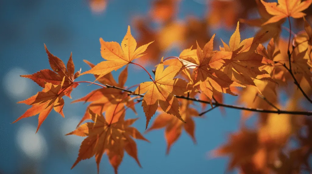 Яке свято 8 жовтня 2025 року: церковні традиції, прикмети та святкування