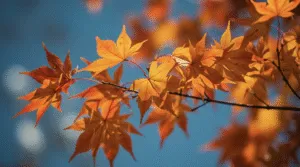 Яке свято 8 жовтня 2025 року: церковні традиції, прикмети та святкування