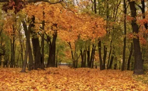 Яке сьогодні свято 7 жовтня 2025 року