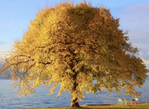9 жовтня – Яків Студений: що за свято, як молитися і які прикмети принесуть удачу