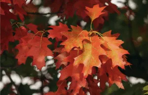 Яке свято сьогодні 10 жовтня: прикмети, заборони та традиції