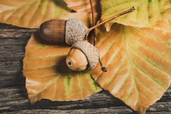 13 жовтня: яке сьогодні свято, що відзначають в Україні та світі, церковний календар і народні прикмети