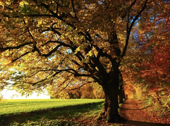 13 жовтня: яке сьогодні свято, що відзначають в Україні та світі, церковний календар і народні прикмети