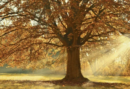 13 жовтня: яке сьогодні свято, що відзначають в Україні та світі, церковний календар і народні прикмети