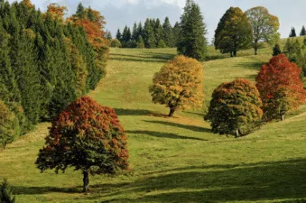 Яке сьогодні свято 14 жовтня 2025 відзначають в Україні